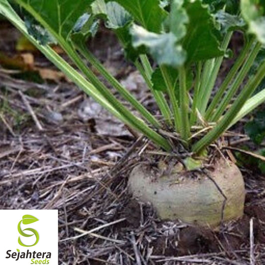 500+ Heirloom Sugar Beet Seeds - Non-GMO, Sweet Sugar Making, Deer Magnet