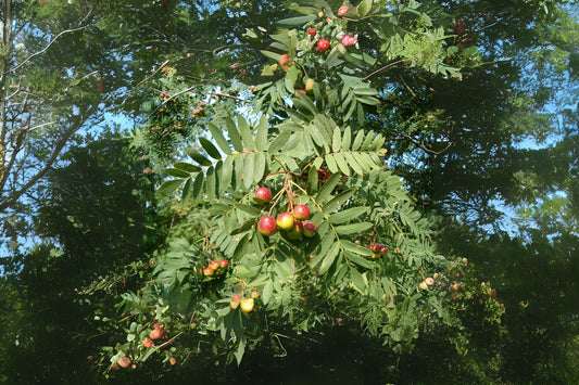 Service Tree (Sorbus domestica)