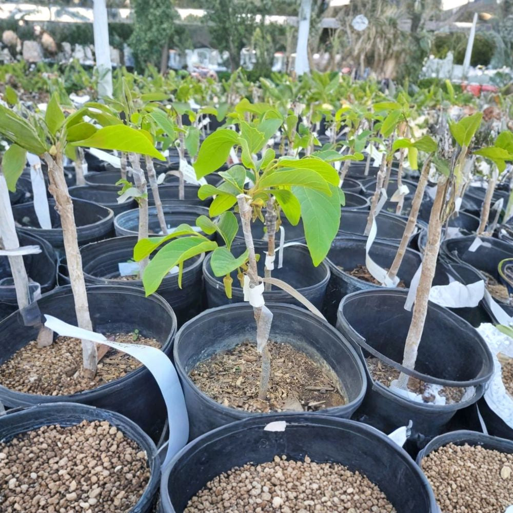 AP2 Atemoya Tree – Annona × atemoya Live Grafted Tree | 3 Feet Tall | Includes 3 Gallon Nursery Pot  Premium Tropical Fruit | Sweet Creamy Flesh | Backyard Orchard Favorite