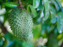 Soursop Tree Starter Plug 6–12” – Annona muricata – Graviola Guanabana Plant – Tropical Evergreen Fruit Tree – Live Exotic Plant