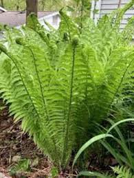 10 Ostrich Fern Bare Root Plants – Matteuccia struthiopteris – Fiddlehead Fern – Shade Perennial for Woodland Garden – Live Transplants