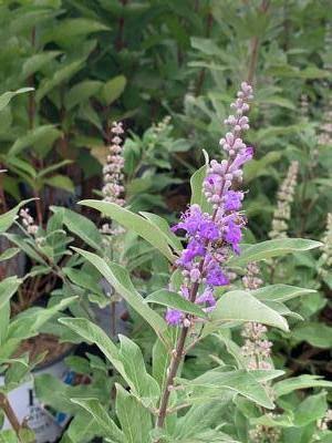 Summertime Blues Chaste Tree 1 Gallon Live Plant – Vitex 'Summertime Blues'