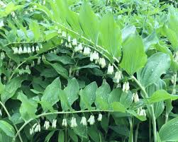 20 Solomon’s Seal Bare Root Plants – Polygonatum biflorum Native Perennial – Organic Shade Woodland Garden Transplants
