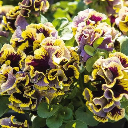 Ruffles Dark Heart Pansy 4 Inch Live Plant – Viola × wittrockiana 'Ruffles Dark Heart'