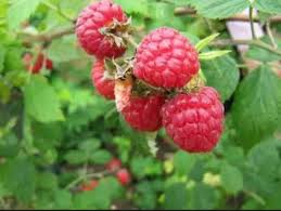 Dorman Red Raspberry Starter Plug – Heat Tolerant Rubus idaeus x parviflorus – Southern Red Raspberry Plant – Live Berry Bush