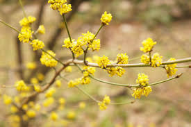 3 Spicebush Shrubs 6–12” – Lindera benzoin Bare Root – Native Woodland Plant – Swallowtail Host Plant – Fragrant Northern Spicebush