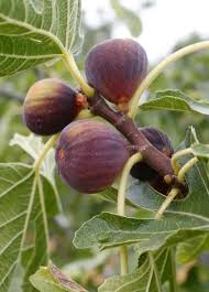 Olympian Fig Tree Start – Cold Hardy Fig Plant – Sweet Purple Fruit – Ficus carica – Live Fruit Tree for Zone 6–9 Garden