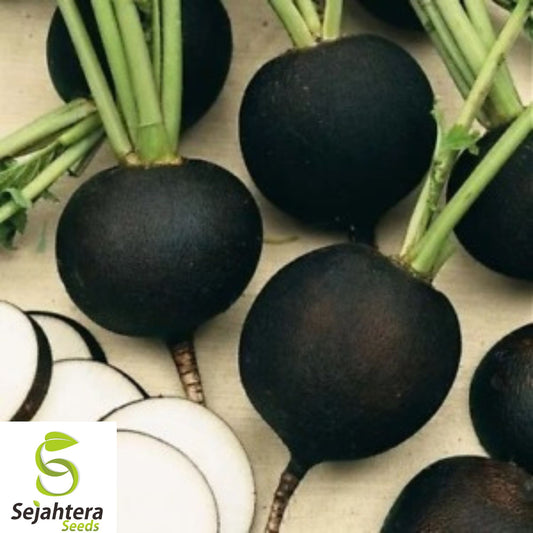100+ Black Spanish Round Radish Seeds - Heirloom, Organic, Non-GMO, Rare & Bold