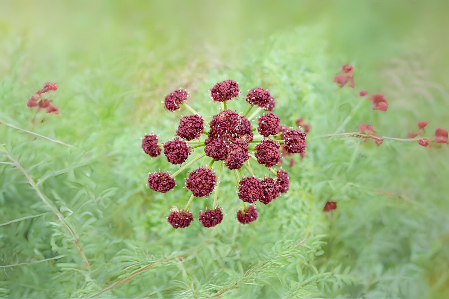 Fernleaf Biscuitroot (Lomatium dissectum)