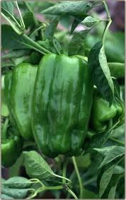 Big Bertha Sweet Pepper Seeds - 100+ Heirloom - Huge & Non-GMO - Organic