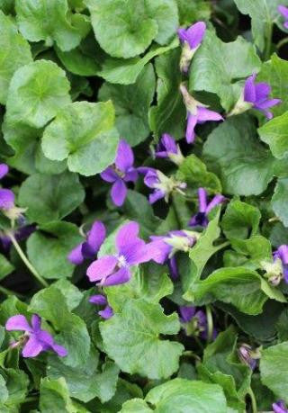 Royal Robe Sweet Violet 4 Inch Live Plant – Viola odorata 'Royal Robe'