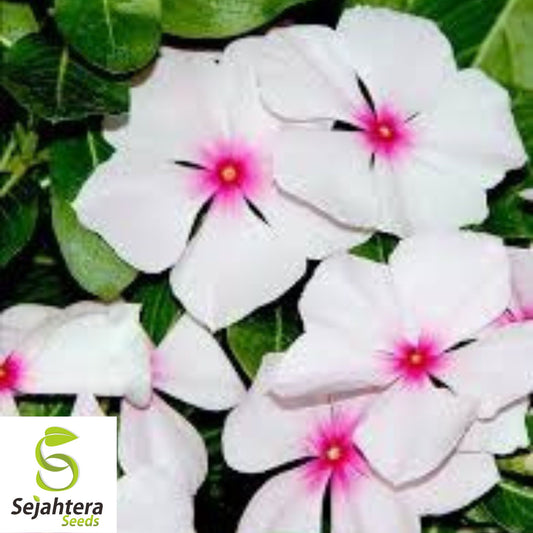 Bright Eye Periwinkle Seeds {Vinca rosea} 50 Seeds for Vibrant Gardens