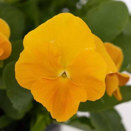 Viola cornuta ‘Halo Golden Yellow’ 4" Live Plant – Horned Violet