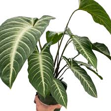 Trending Tropical Xanthosoma Indoor Plant | Live Houseplant in 6 Inch Self-Watering Pot | Easy Care Rare Foliage Plant