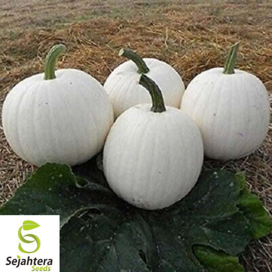 Casper White Pumpkin Seeds - 20+ Non-GMO, Rare Heirloom, Smooth & Bright White