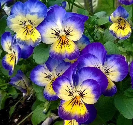 Viola cornuta ‘Penny Peach Jump-Up’ 4" Live Plant – Horned Violet
