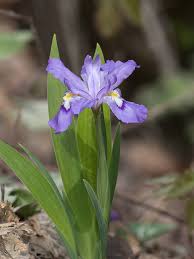 20 Dwarf Crested Iris Bare Root Plants – Iris cristata Native Wildflower – Shade Ground Cover Perennial
