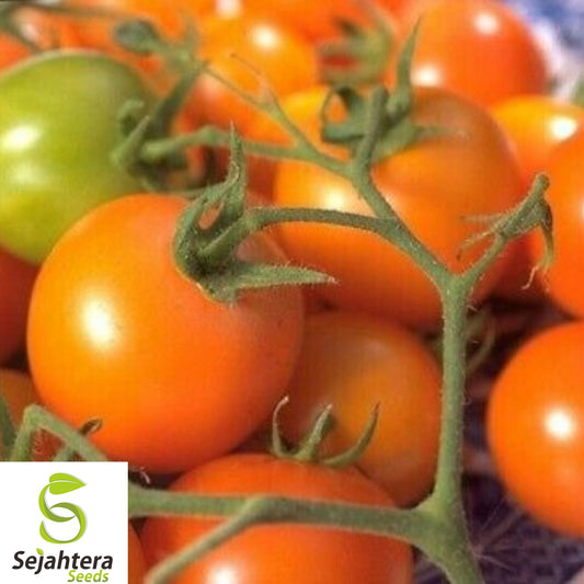 10+ Orange Cherry Tomato Seeds - Heirloom, Non-GMO, Organic, Rare & Sweet