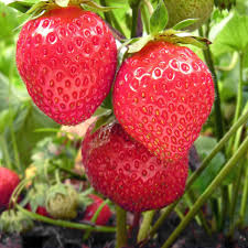 5 Chandler Strawberry Bare Root Plants – Fragaria × ananassa – Sweet Large Berries – Spring Garden Fruit – Non-GMO Heirloom Starter Plants