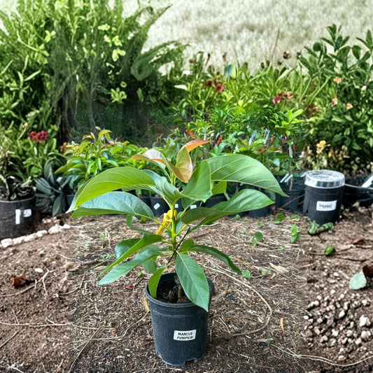Marcus Pumpkin Avocado Tree – Persea americana Grafted Live Tree | 2–3 Feet Tall  Cold Hardy Avocado | Fast Fruiting | Premium Home Landscape Tree