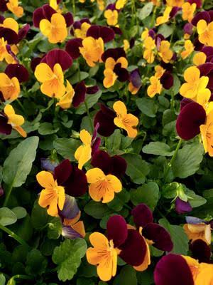Viola cornuta ‘Penny Orange Jump-Up’ 4" Live Plant – Penny Series Viola