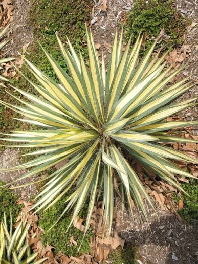 Bright Edge Adam's Needle Yucca 1 Gallon Live Plant – Yucca filamentosa 'Bright Edge'