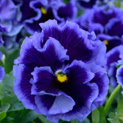 Ruffles Violet Majesty Pansy 4 Inch Live Plant – Viola × wittrockiana 'Ruffles Violet Majesty'
