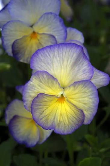 Sweetheart MagnifiScent Viola 4 Inch Live Plant – Viola × hybrida 'Sweetheart'