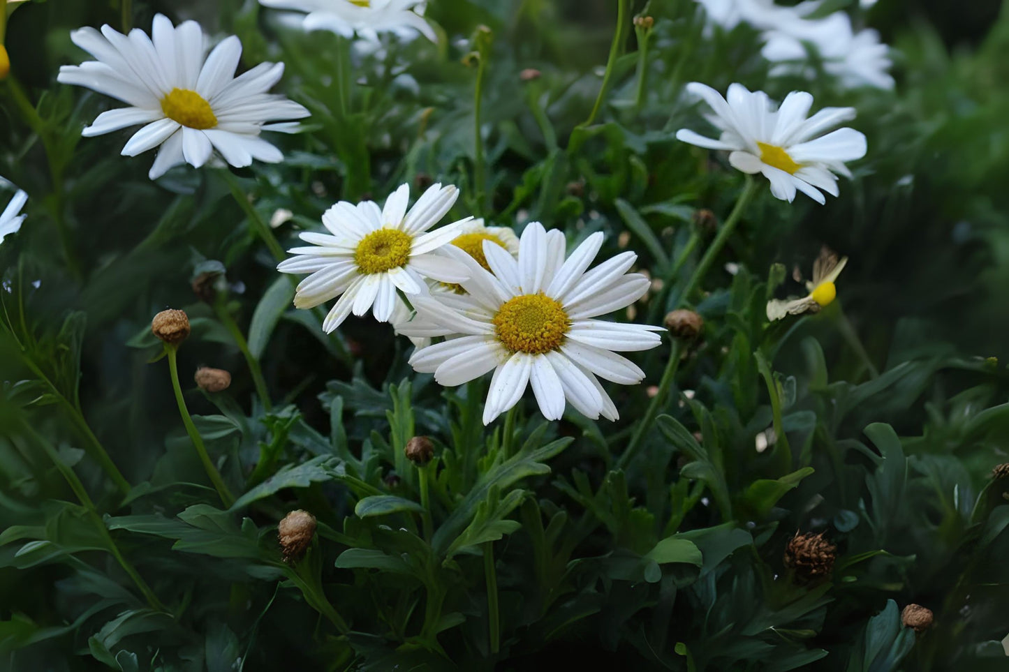 Max Chrysanthemum (Leucanthemum maximum)