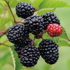 Prime-Ark Freedom Blackberry Plant – Thornless Primocane Rubus – Large Sweet Berries – Bare Root Fruit Bush