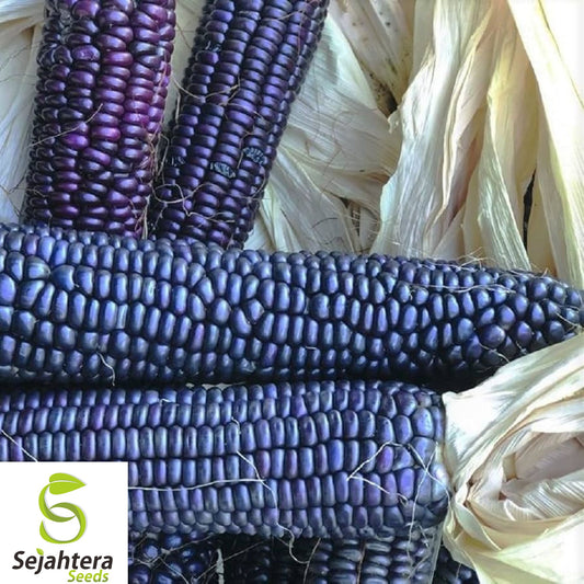 1000+ Hopi Blue Corn Seeds - Heirloom, Organic, Non-GMO, Rare & High-Yield Variety