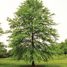 3 Bur Oak Trees 12–24” – Quercus macrocarpa Bare Root – Native Shade Tree Seedlings – Cold Hardy Acorn Tree – Wildlife Friendly
