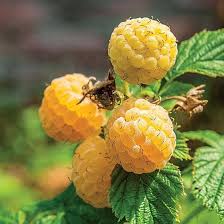 Fall Gold Raspberry Starter Plugs – Thornless Yellow Raspberry Plant – Rubus idaeus – Everbearing Golden Berry Bush