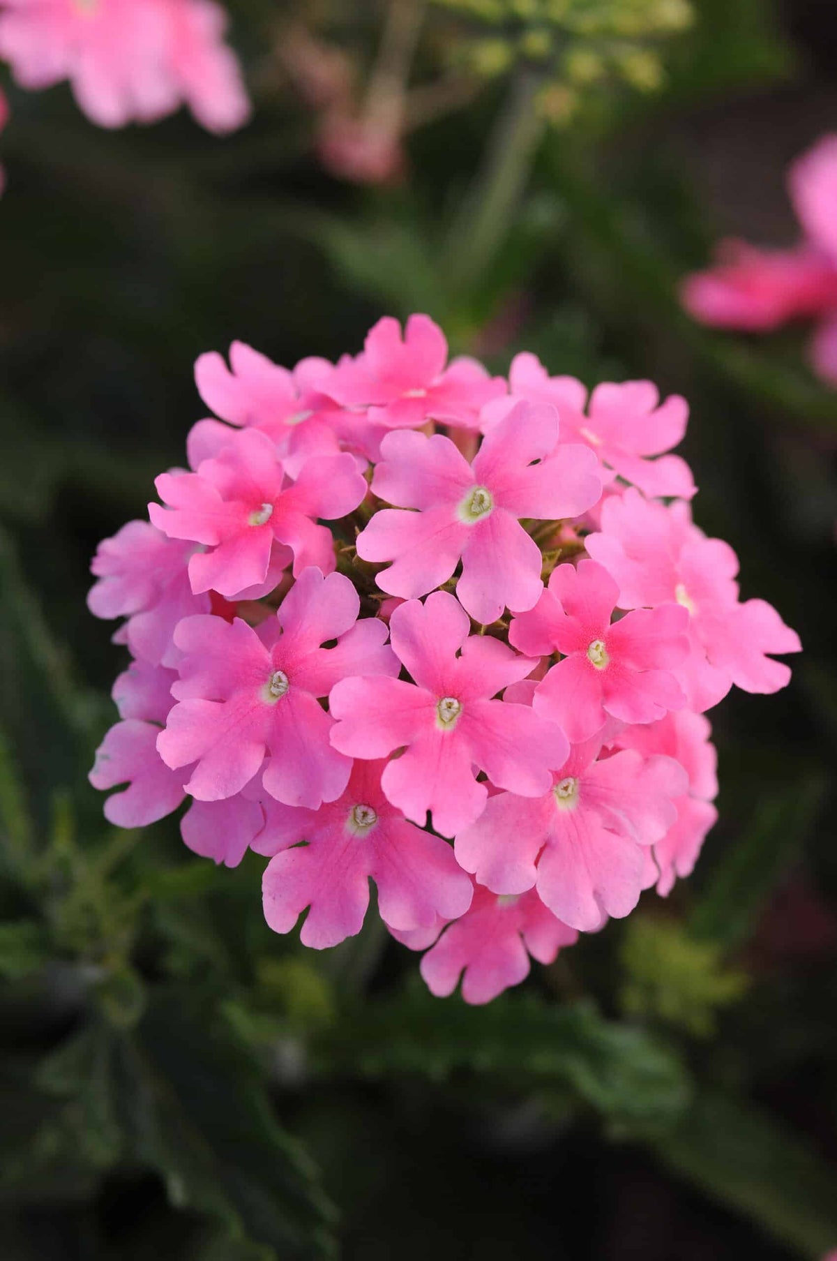 Verbena Empress Sun Pink 4 Inch Plant, Bright Pink Flowers, Heat Tolerant Annual, Pollinator Garden, Container Flower