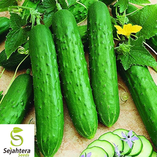 25+ Spacemaster 80 Cucumber Seeds - Heirloom, Organic, Non-GMO, Compact & High-Yield