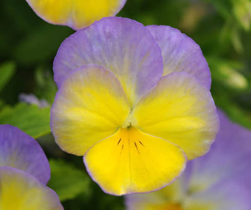 Viola cornuta ‘Halo Lemon Frost’ 4" Live Plant – Horned Violet