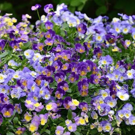 Viola cornuta ‘Halo Sky Blue’ 4" Live Plant – Horned Violet