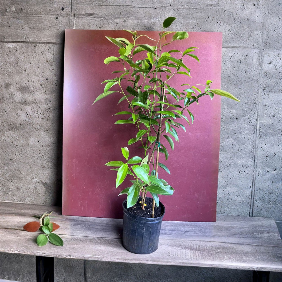 Ceylon Cinnamon Tree 2–3 ft in 10" Pot – Cinnamomum verum