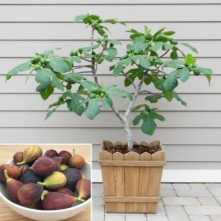 Fignomenal Dwarf Fig Tree Starter Plant – Self-Fertile Ficus carica – Compact Patio Fruit Tree – Live Edible Perennial