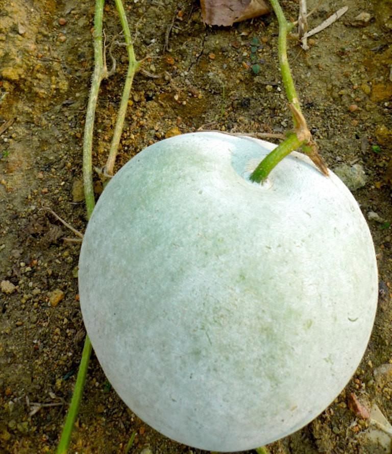 Wax Gourd, Winter Melon, Small Round 10 Seeds For Planting