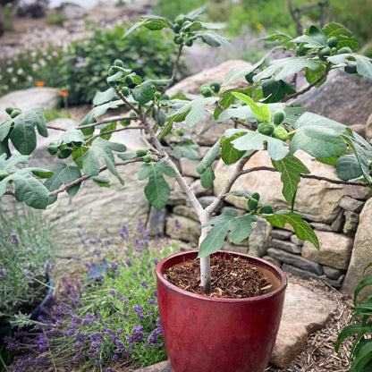Fignomenal Dwarf Fig Tree Starter Plant – Self-Fertile Ficus carica – Compact Patio Fruit Tree – Live Edible Perennial