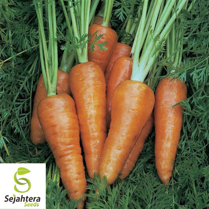 Chantenay Red Cored Carrot Seeds 1000+ | Heirloom Vegetable NON-GMO USA