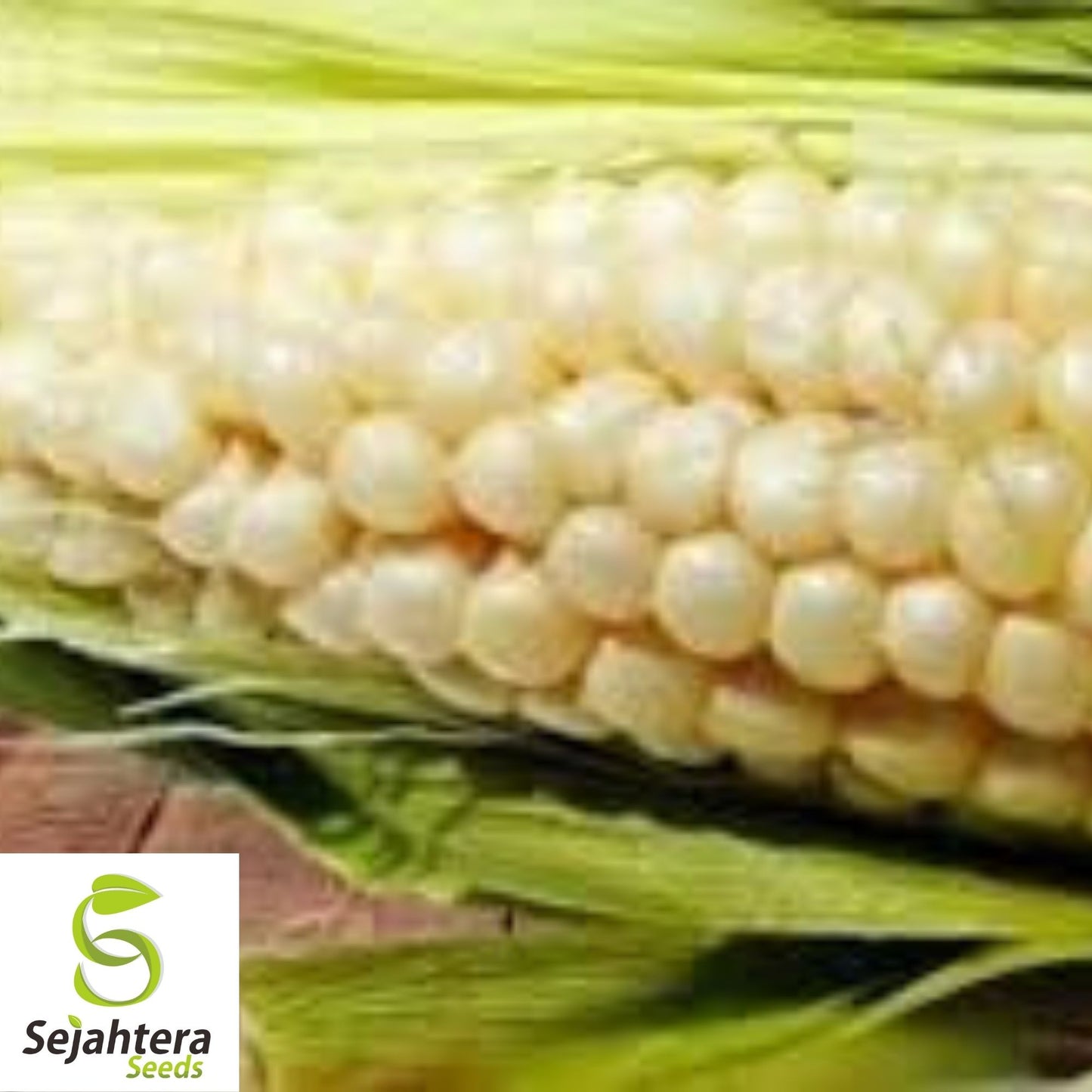 Trucker's Favorite White Corn Seeds 25 Ct | Heirloom NON-GMO Vegetable USA