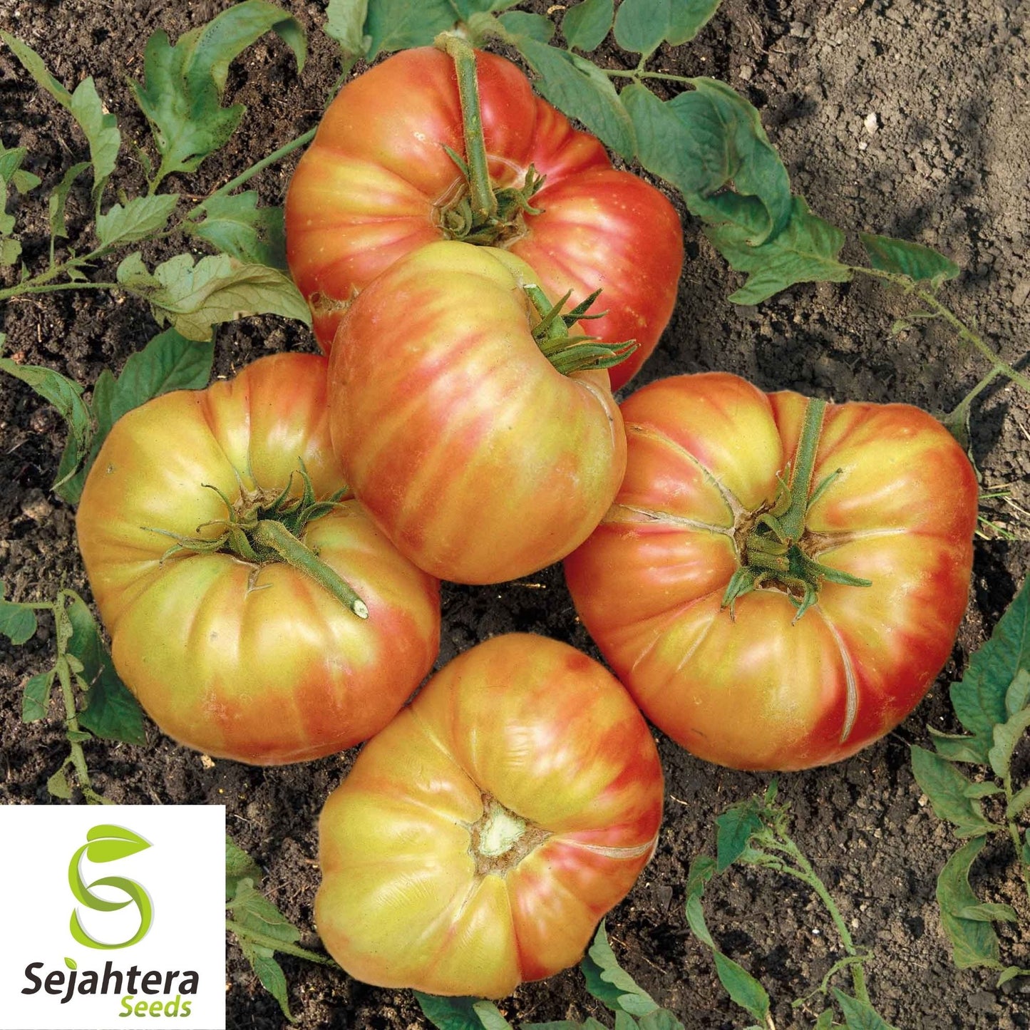 Mr. Stripey Tomato Seeds 25 Ct | Heirloom NON-GMO Vegetable Seeds for Planting