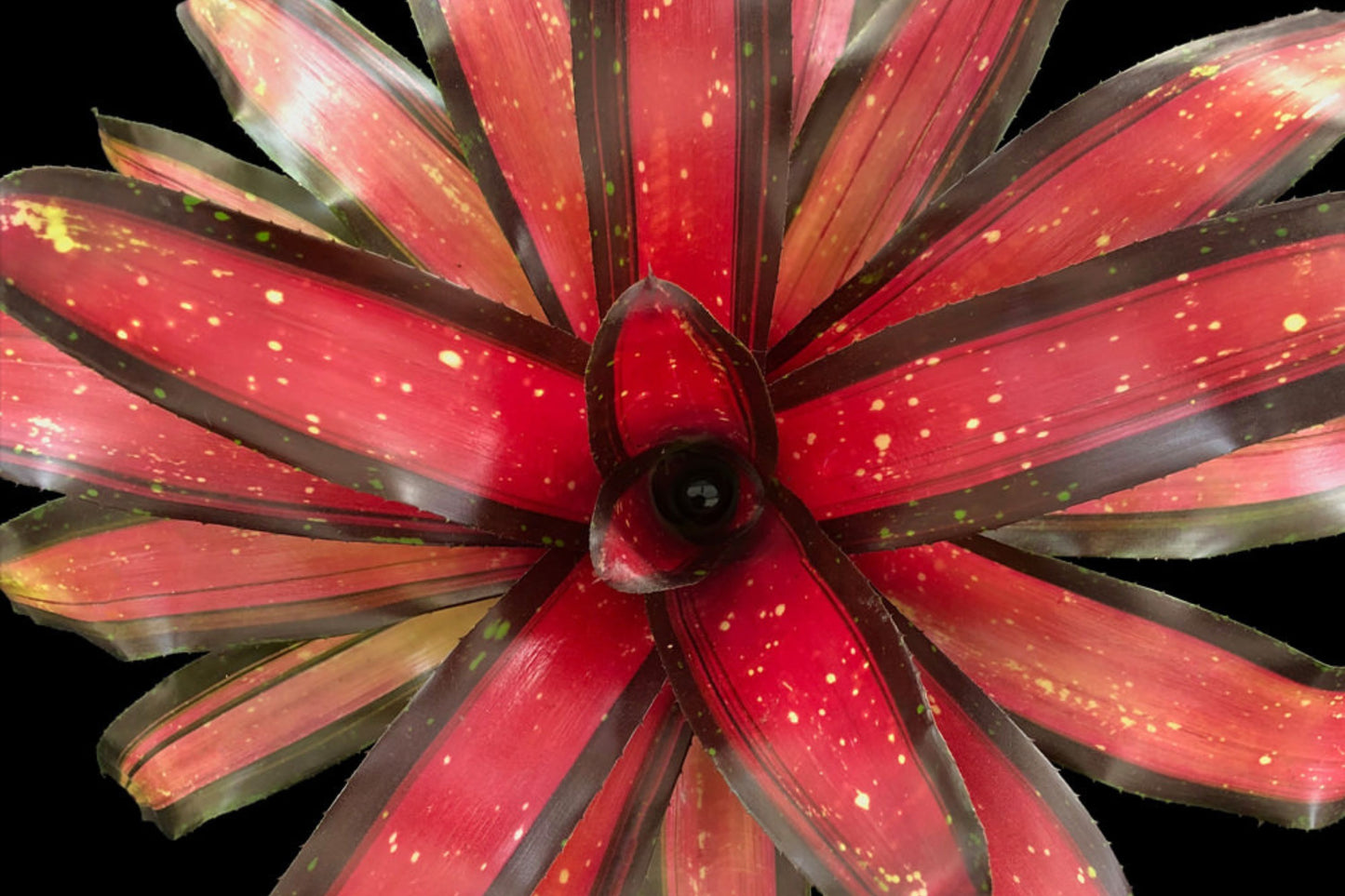 Bromeliad Plant in 5 Inch Pot, Neoregelia 'Margaret', Tropical Indoor Houseplant, Easy Care Houseplant, Live Plant Delivery