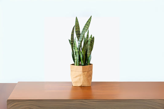 Sansevieria Zeylanica Snake Plant 6” Pot | Easy Care Air Purifying Indoor Plant | Hardy Houseplant