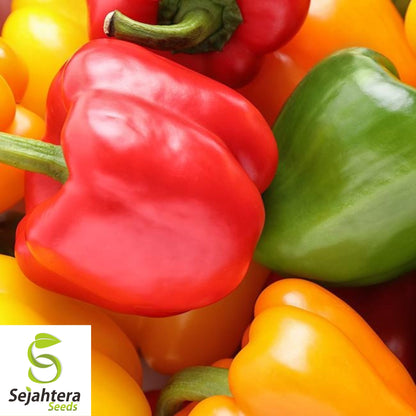 Rainbow Bell Pepper Seeds - 10+ Heirloom, Colorful Mix, Non-GMO & Fresh