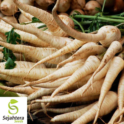 Parsnip Harris Early Model Seeds 200+ | Vegetable NON-GMO USA