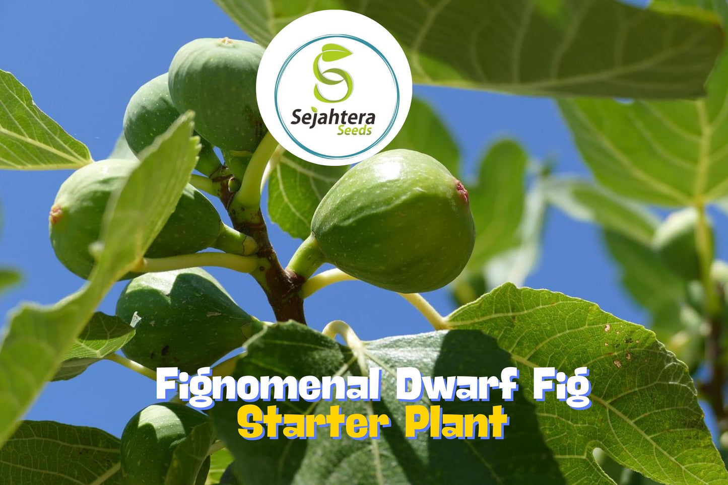 Fignomenal Dwarf Fig Tree – Self-Fertile Compact Fig Plant