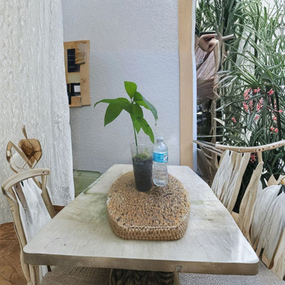 Red Mango Tree – Mangifera indica Live Seedling | 7–10 Inches Tall | Includes Nursery Pot  Rare Tropical Variety | Sweet & Juicy Fruit | Container Friendly